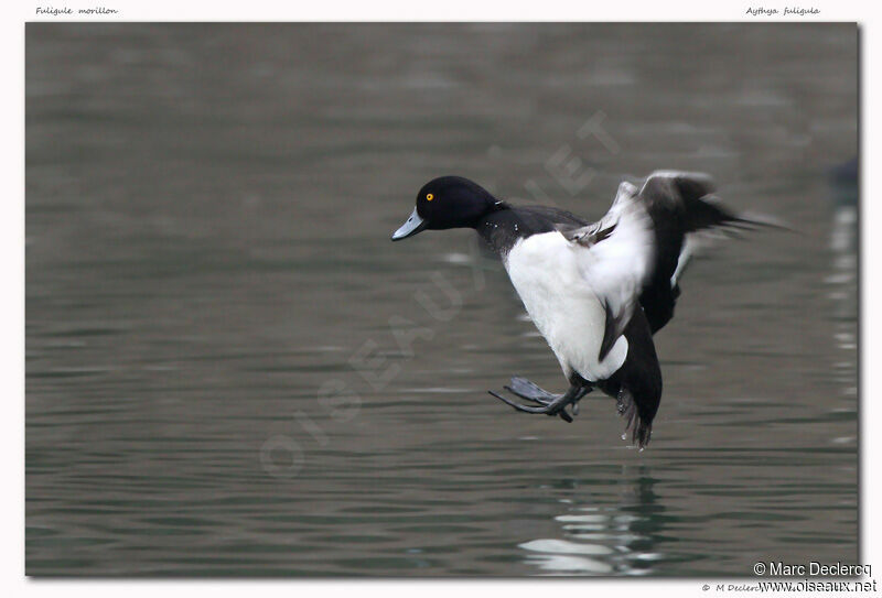 Tufted Duck, identification