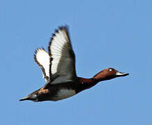 Ferruginous Duck