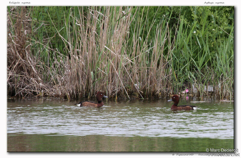 Ferruginous Duck, identification