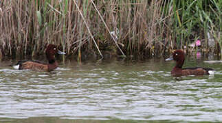 Ferruginous Duck