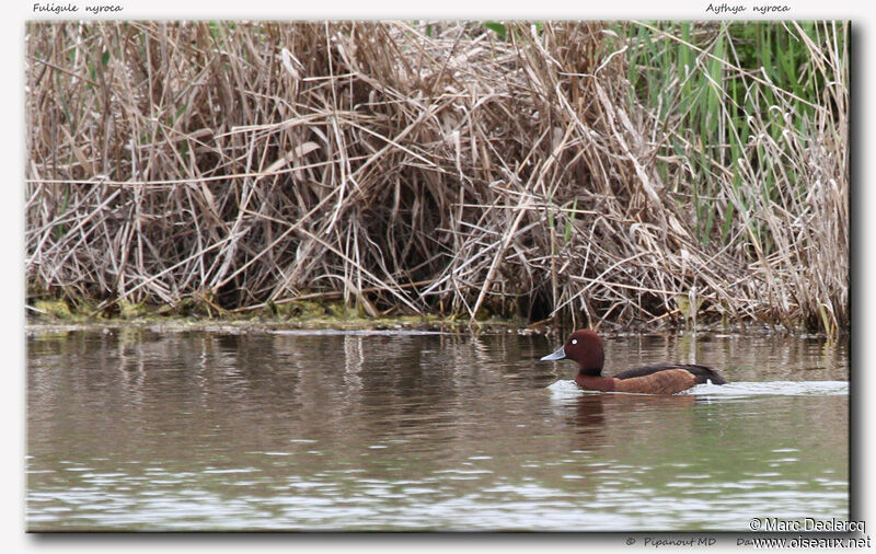 Ferruginous Duck, identification