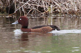 Ferruginous Duck