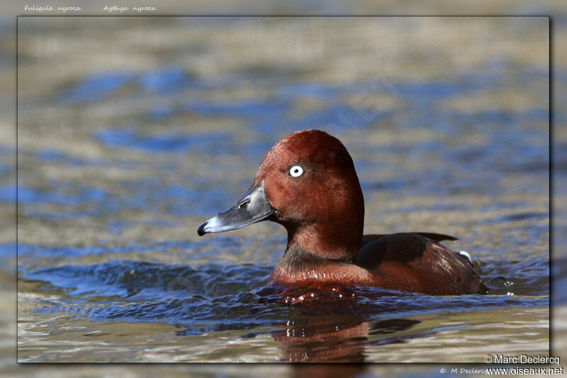 Ferruginous Duck male, identification