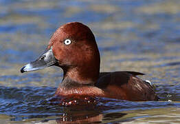 Ferruginous Duck