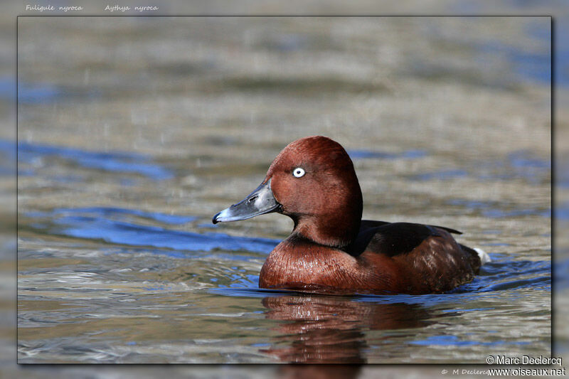 Ferruginous Duck male, identification