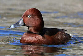 Ferruginous Duck