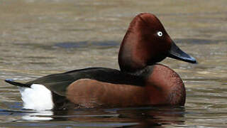 Ferruginous Duck