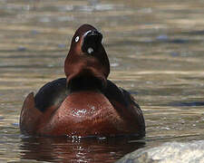 Ferruginous Duck