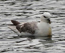 Northern Fulmar