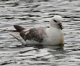 Fulmar boréal