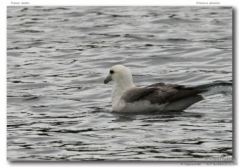 Fulmar boréal, identification