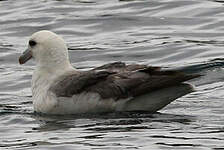 Fulmar boréal