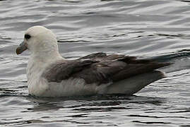 Fulmar boréal