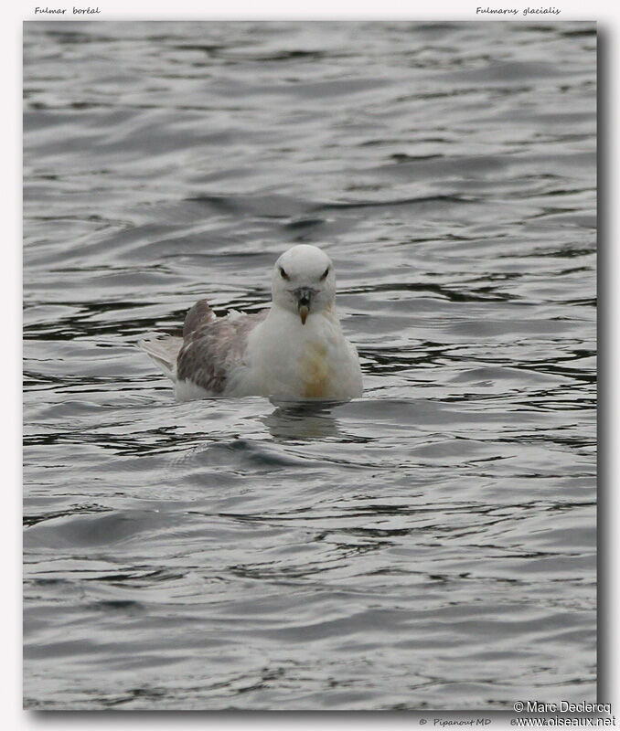 Fulmar boréal, identification