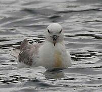 Northern Fulmar