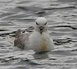 Fulmar boréal