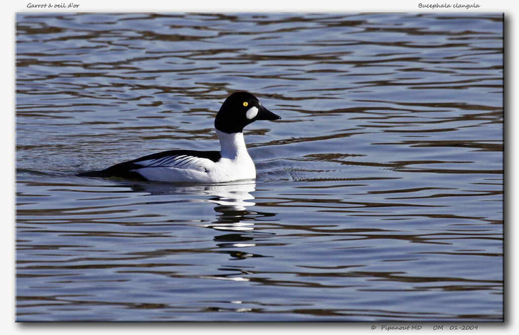 Common Goldeneye