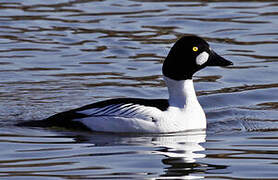 Common Goldeneye