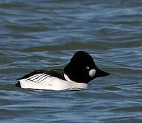 Common Goldeneye