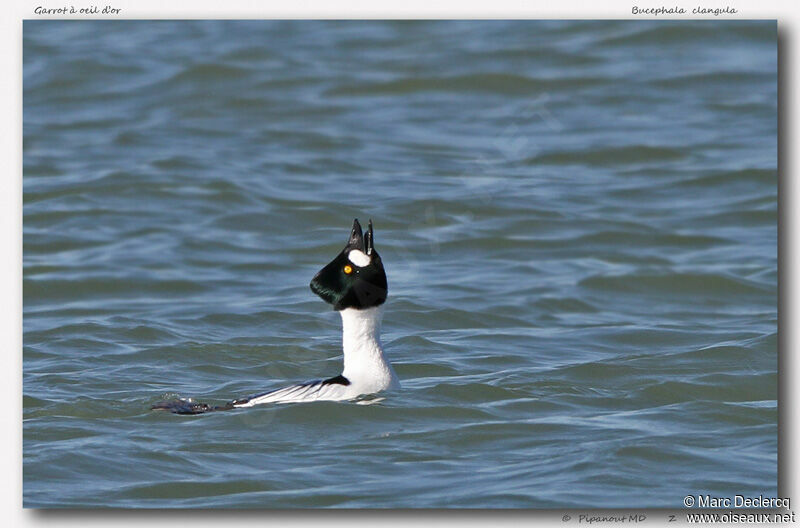 Common Goldeneye, identification, Behaviour