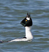 Common Goldeneye