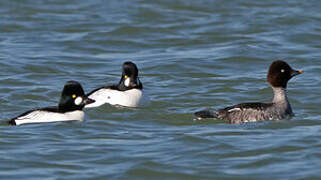 Common Goldeneye