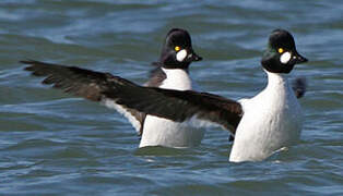 Common Goldeneye