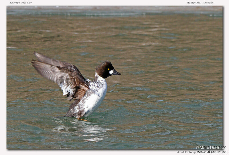 Common Goldeneye, identification