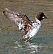 Common Goldeneye