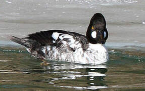 Common Goldeneye