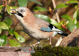 Eurasian Jay