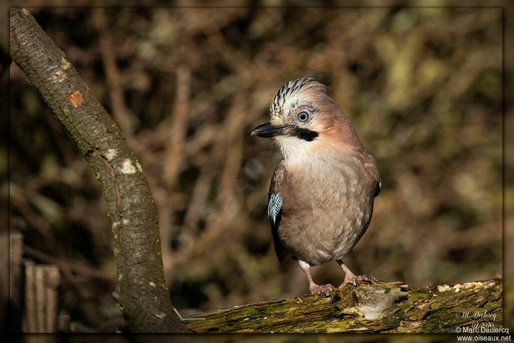 Eurasian Jay