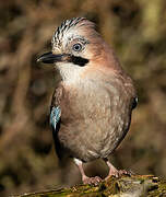 Eurasian Jay