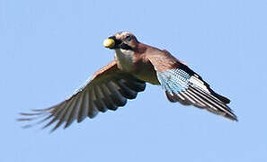 Eurasian Jay