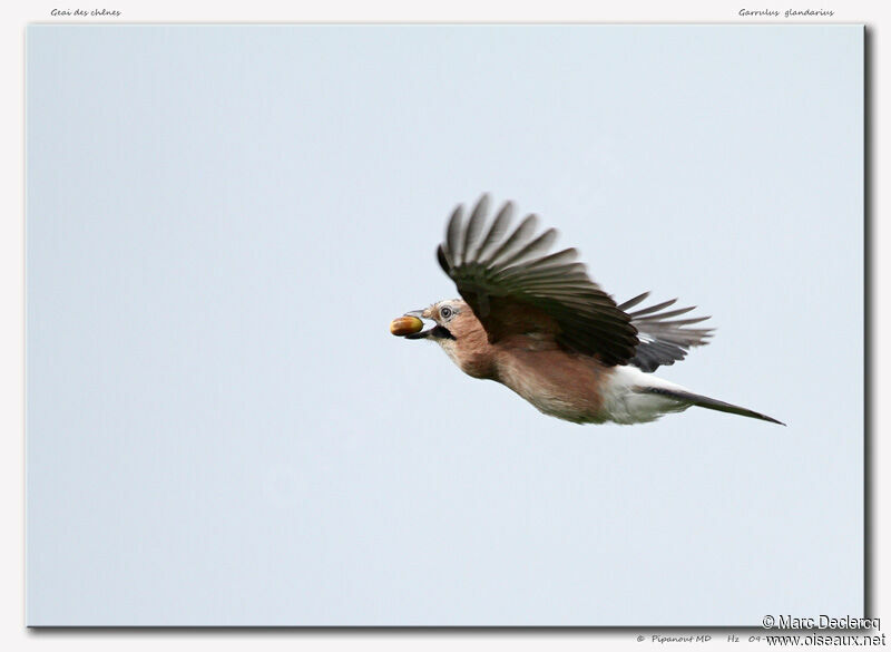 Eurasian Jay, identification, Flight, feeding habits