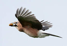 Eurasian Jay