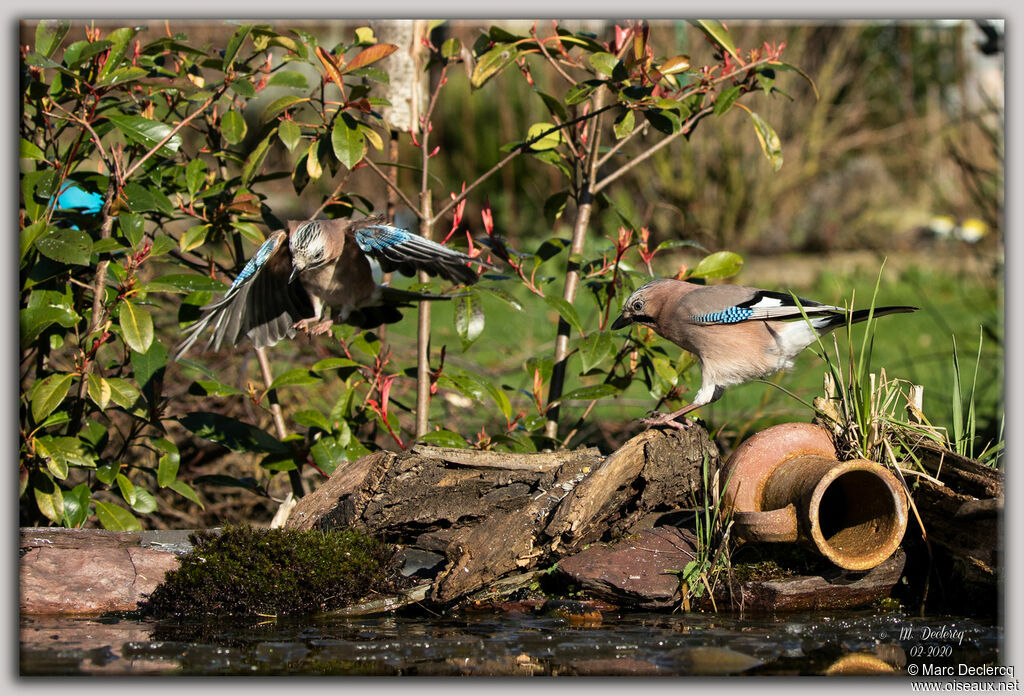 Eurasian Jay