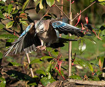 Eurasian Jay