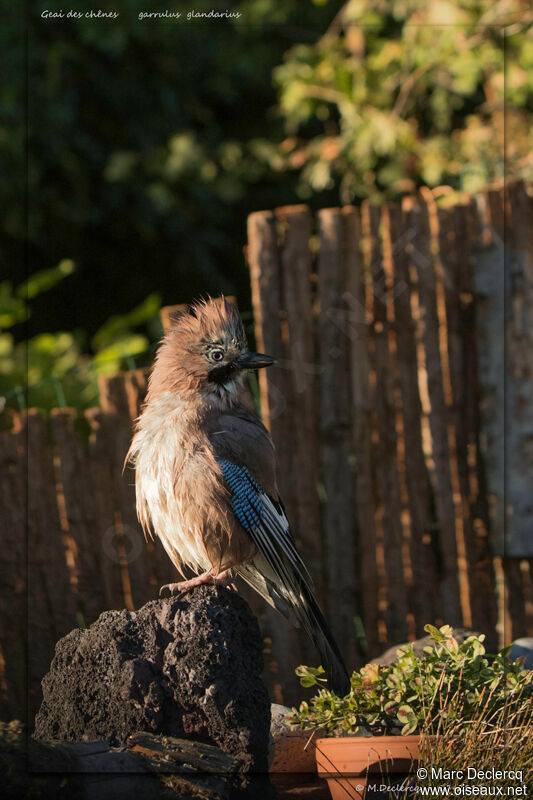 Eurasian Jay