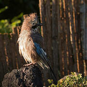 Eurasian Jay