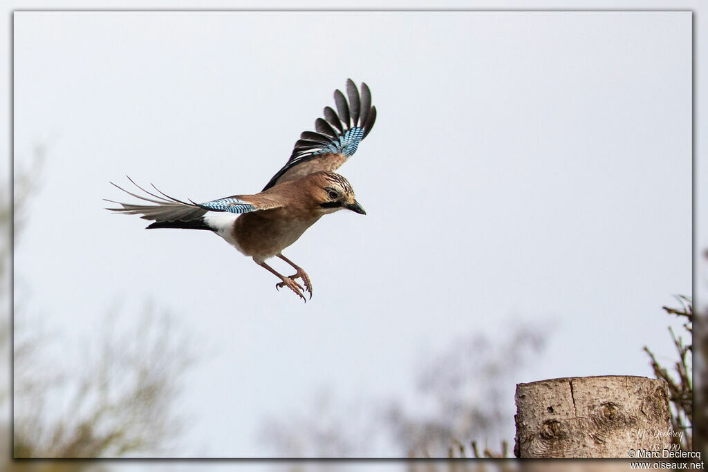 Eurasian Jay