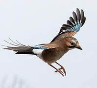 Eurasian Jay