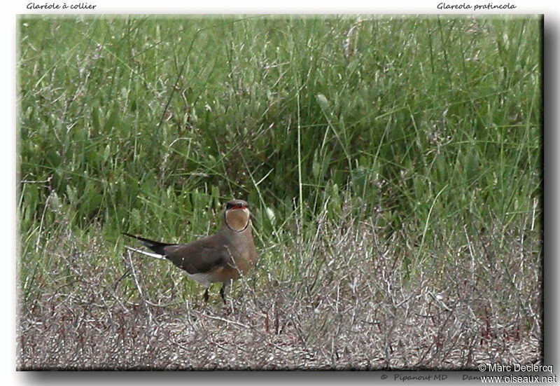 Collared Pratincole, identification