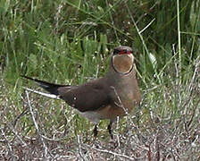 Collared Pratincole