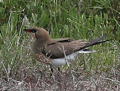 Collared Pratincole