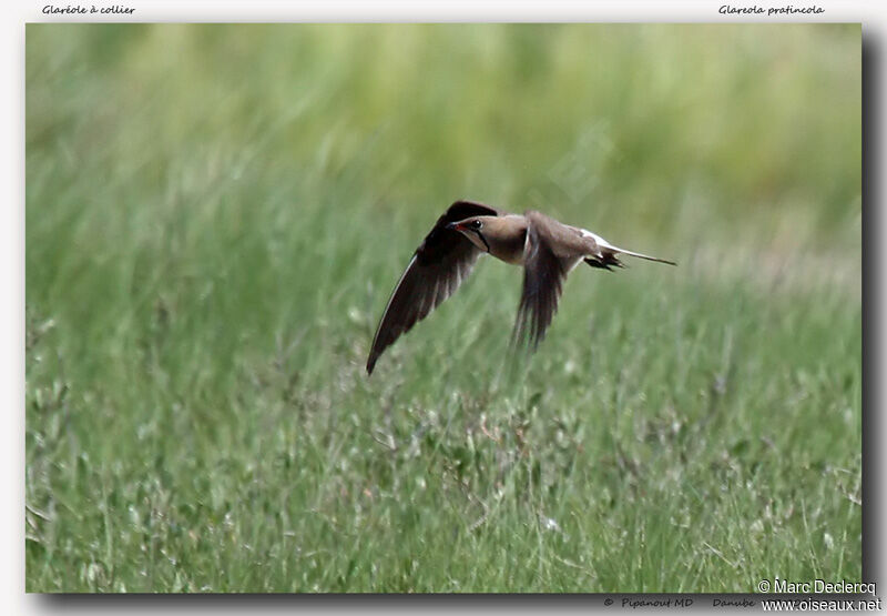 Collared Pratincole, Flight