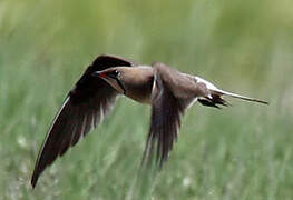 Collared Pratincole