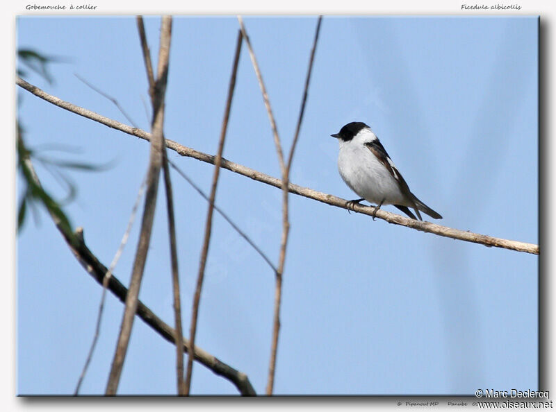 Collared Flycatcher, identification