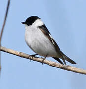 Collared Flycatcher