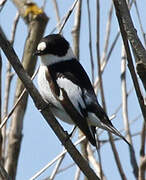 Collared Flycatcher